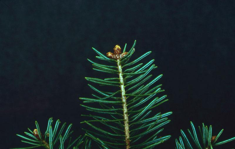 Sapin Baumier | Forest Time