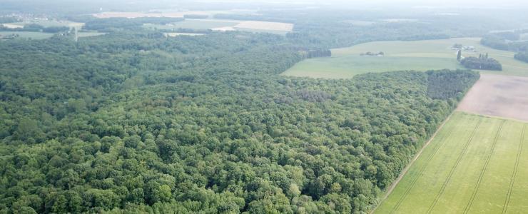 37 Indre Et Loire Chênaies Et Truffes Réputées Forest Time - 